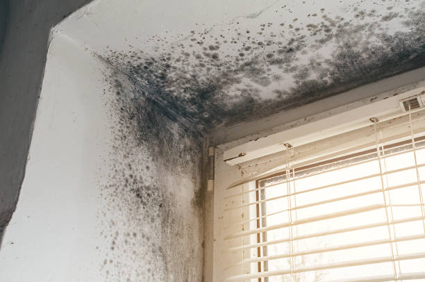 Affordable Mold Removal solutions in Island Lake, IL